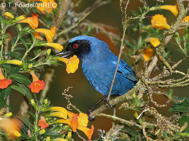 Masked Flowerpiercer f26-1-052.jpg